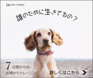 支援物資 支援物資 募金ありがとうございます 一般社団法人 Hagu Pet Japan